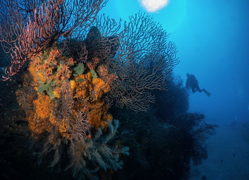 Saba - The Caribbean Mountain with Undersea Surprises
