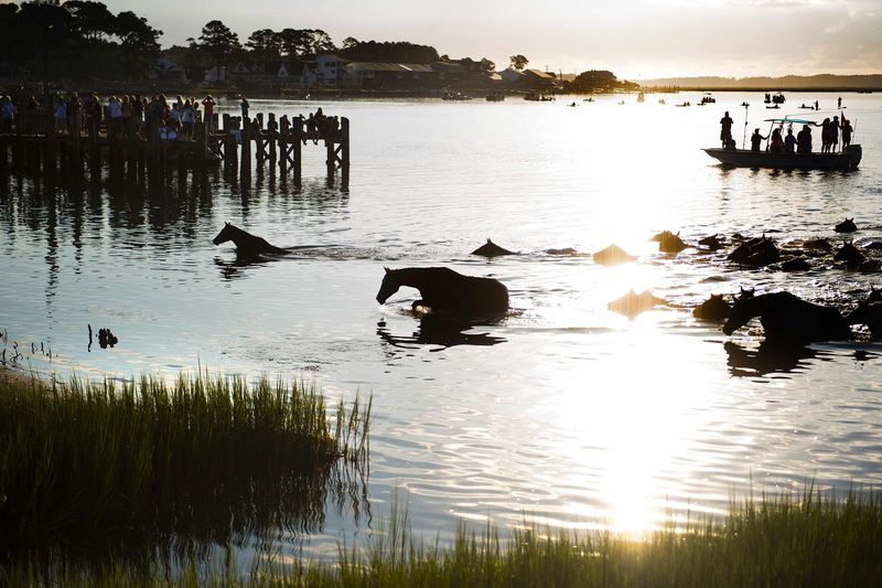 Chincoteague: Island of Wild Ponies