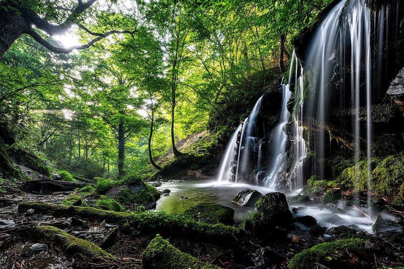 Japanese Forest Bathing Retreat