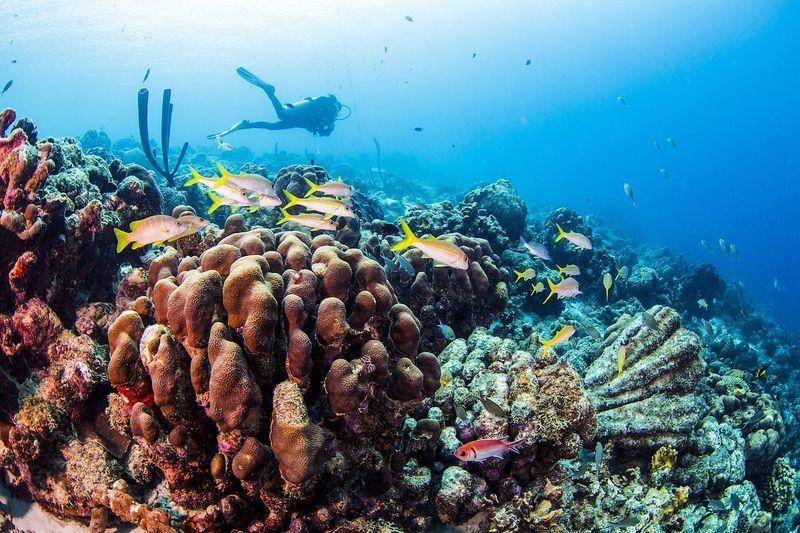 Bonaire - Divers' Utopia Without the Crowds
