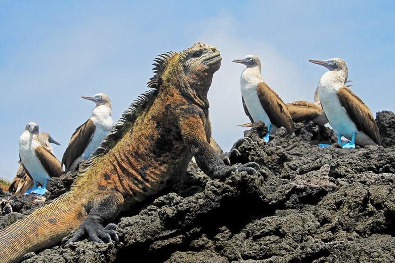 Galápagos Islands, Ecuador