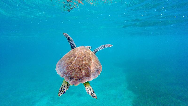 Playa Tortuga (Culebrita)
