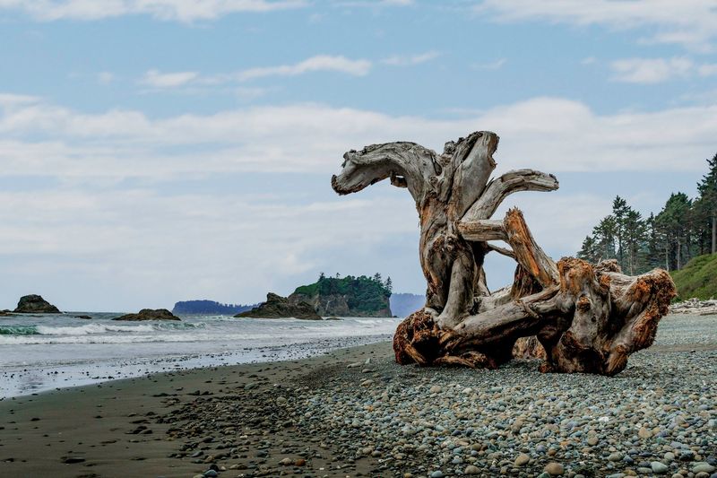 Kalaloch State Park, Washington