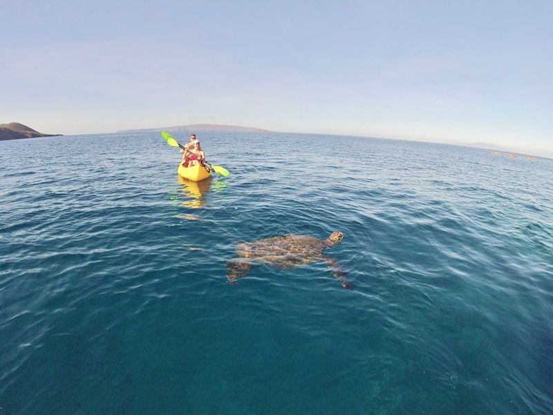 Kayaking with Sea Turtles in Maui