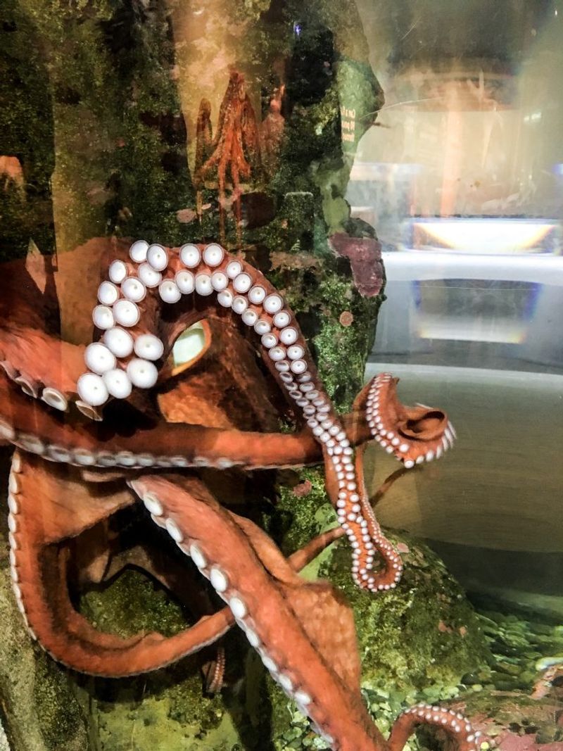 Seattle Aquarium, Seattle, WA