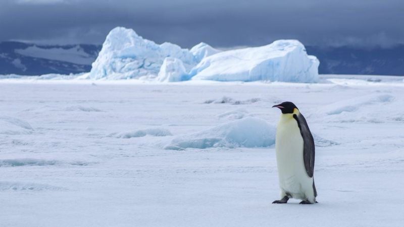 Antarctica - The Last Wilderness