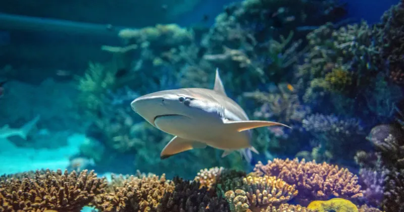 Maryland – National Aquarium (Baltimore)