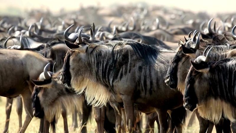 Safari in Tanzania's Serengeti