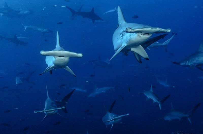 Cocos Island, Costa Rica - Shark Lovers' Paradise