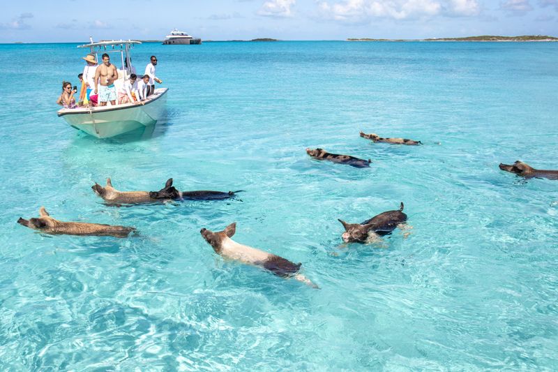 Exuma, Bahamas: Where Pigs Swim