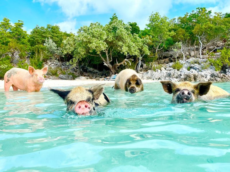 Exuma, Bahamas - Swimming with Pigs in Paradise