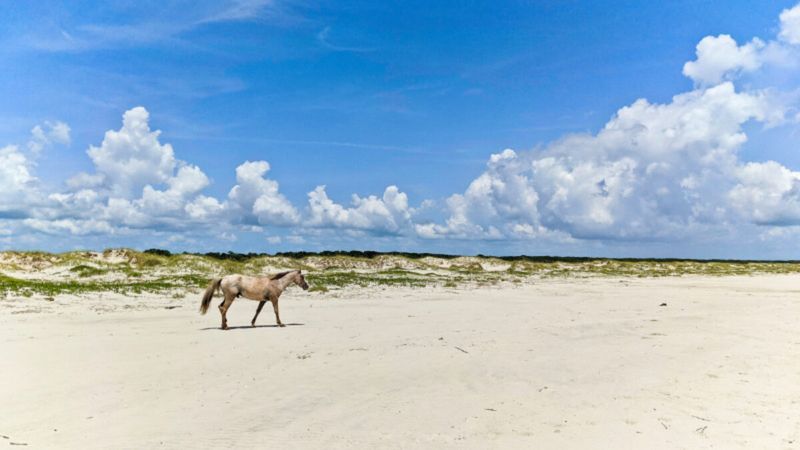 Cumberland Island - Wild Georgia Seashore