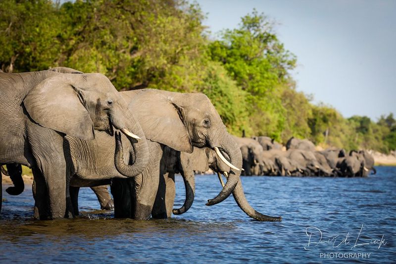 Chobe National Park: Elephant Kingdom