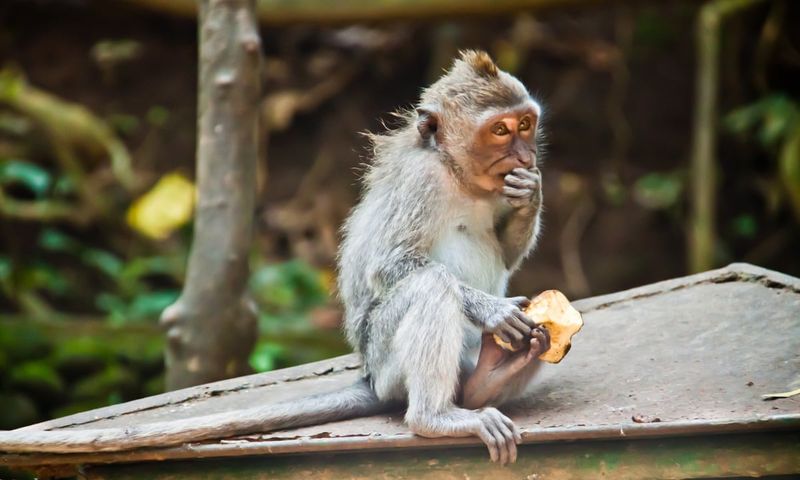 Bali's Monkey Forest, Indonesia