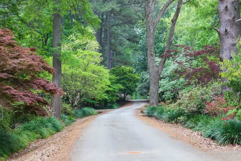 Piney Woods Road Trip