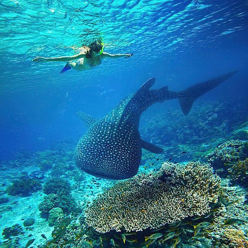 Mafia Island, Tanzania: Where Whale Sharks Meet Pristine Reefs