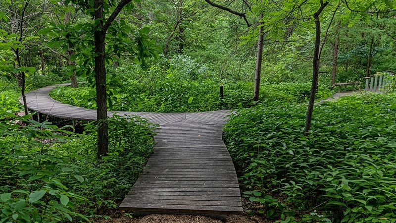 Why This Wildflower Garden Stands Out In The City