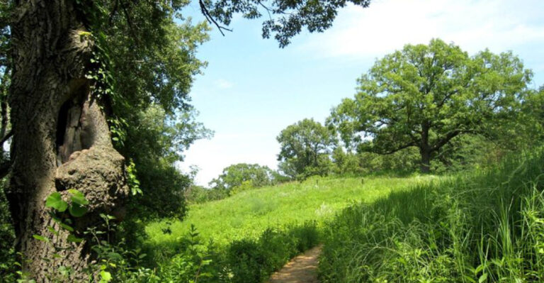 Eloise Buttler Wildflower Garden Trails Are Perfect For A Quiet Urban Escape