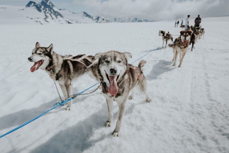 Take A Dog Sledding Tour