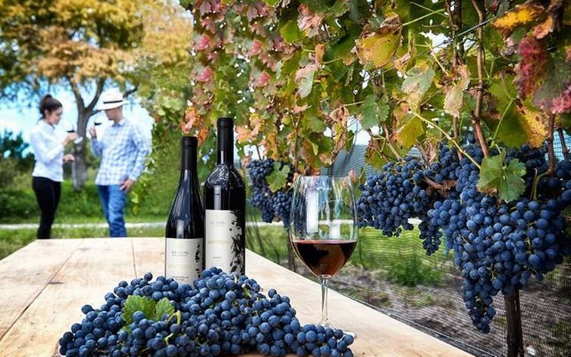 Attend the Annual Vendimia Harvest Festival
