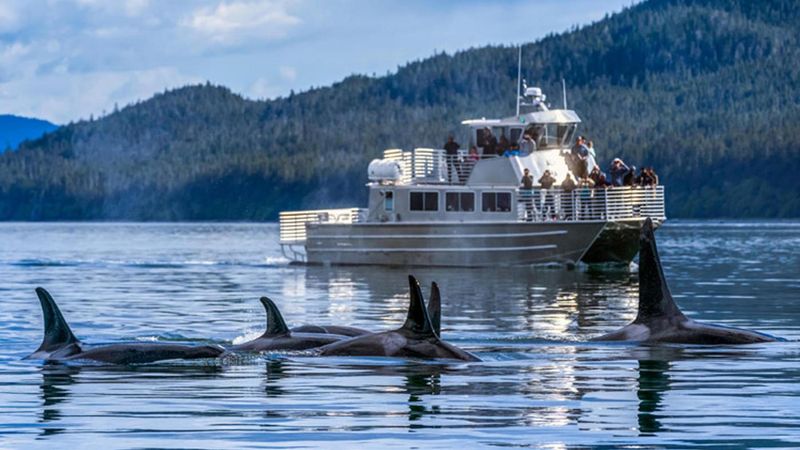 Take A Glacier And Wildlife Cruise
