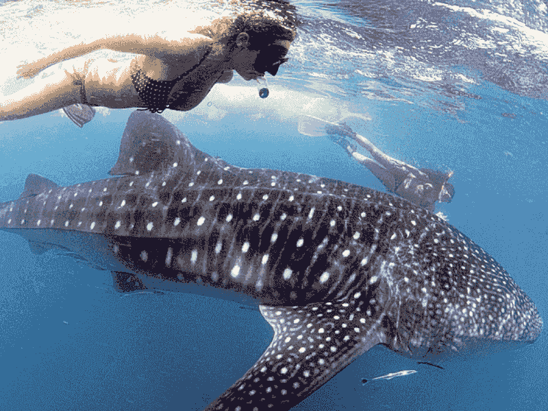Swim with Whale Sharks in the Philippines