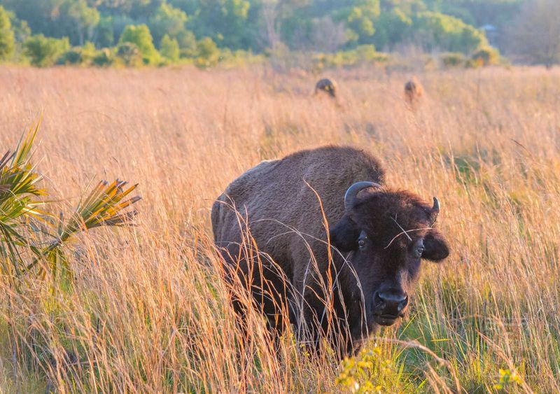 Wander Through Paynes Prairie Preserve State Park
