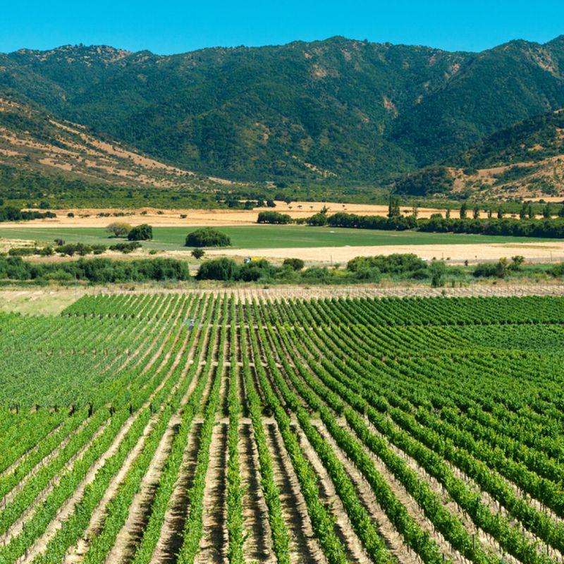 Wine Tasting in the Central Valley