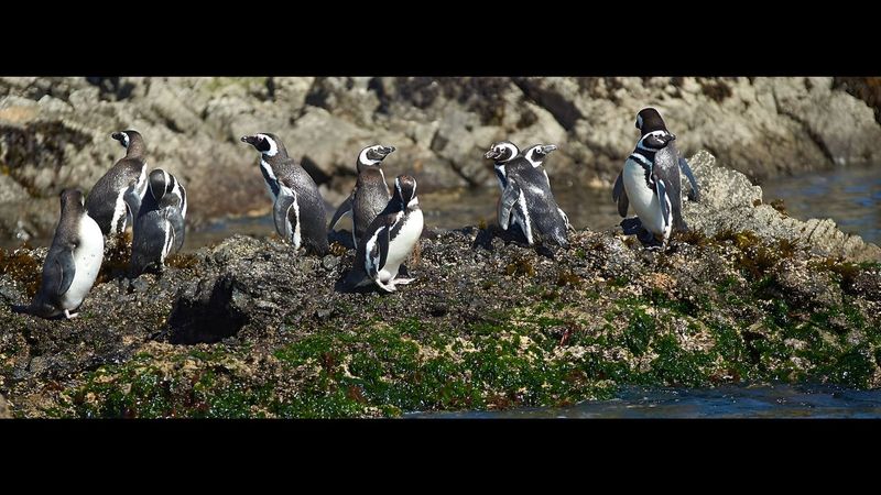 Penguin Watching on Chiloé Island