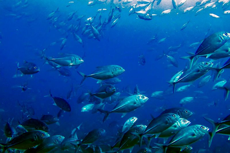 Isla Coiba, Panama: Jurassic Park of the Sea