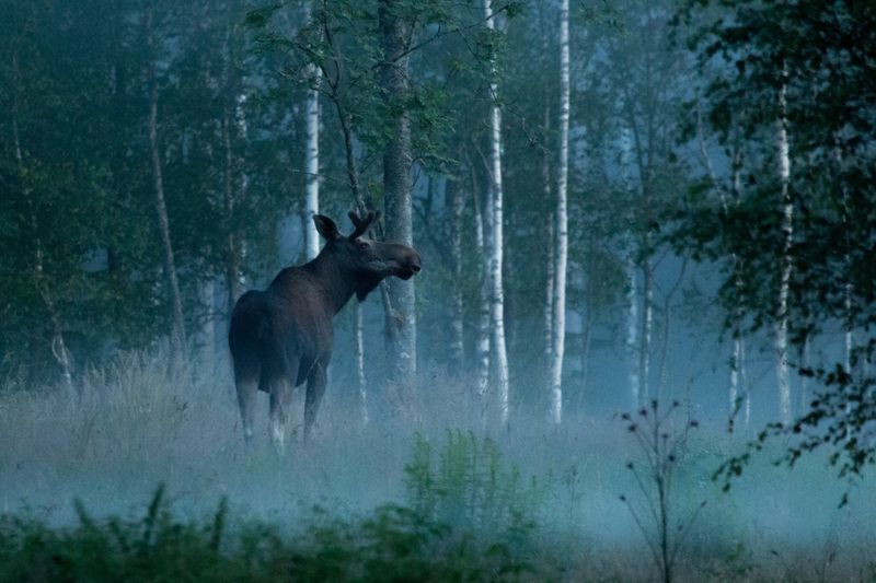 Respect Wildlife Encounters