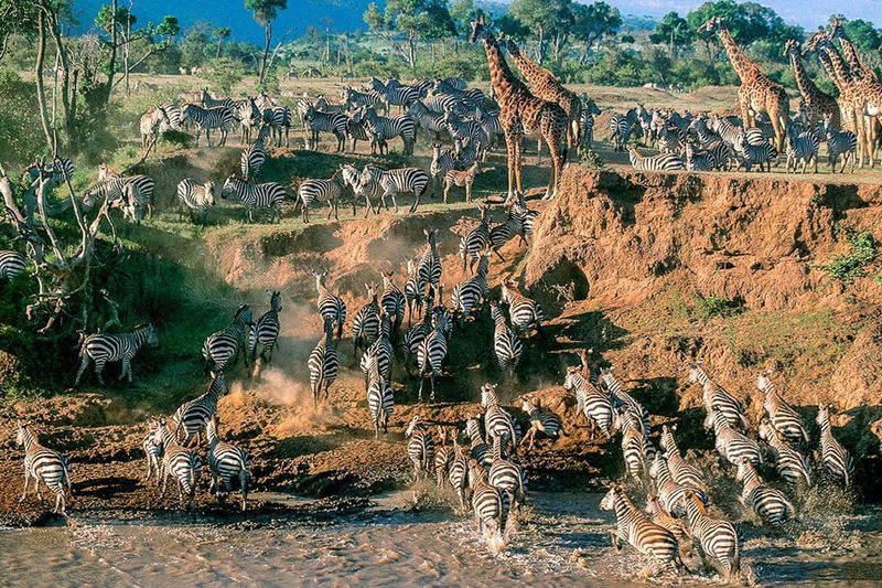 Safari in the Serengeti