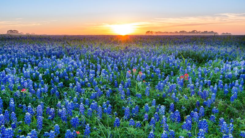 Texas - Lone Star Greatness