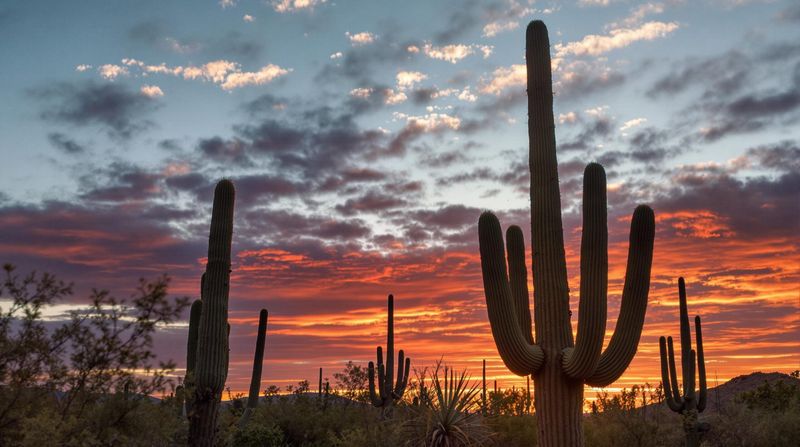 Arizona