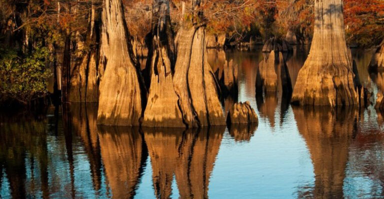 Florida’s Forgotten Coast 15 Breathtaking Stops For Nature Lovers