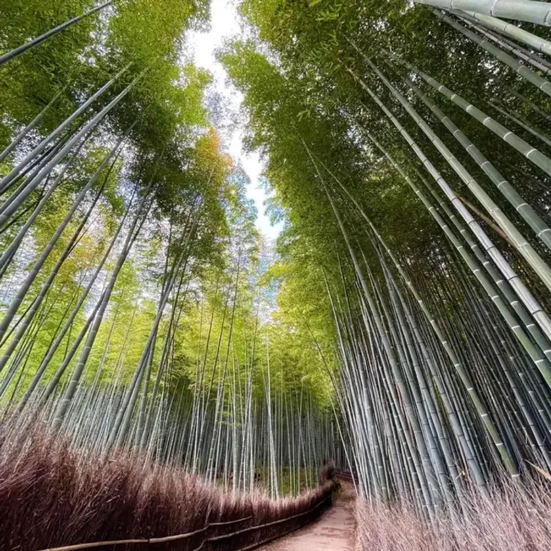 Arashiyama Bamboo Grove (Kyoto)