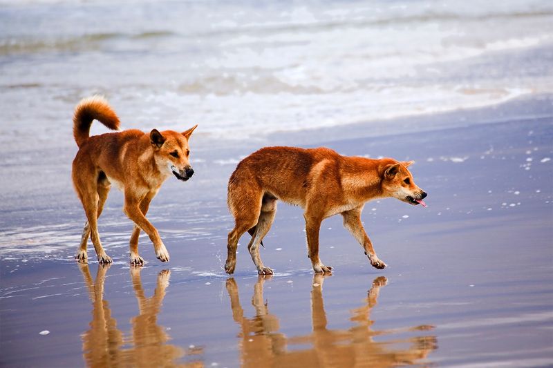 Fraser Island, Australia