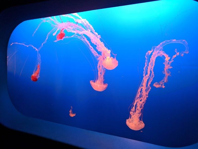 Monterey Bay Aquarium - Monterey, California