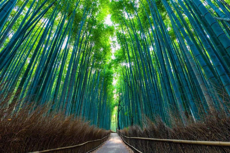Kyoto, Japan