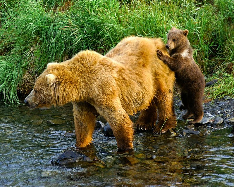 Kodiak Island's Wildlife