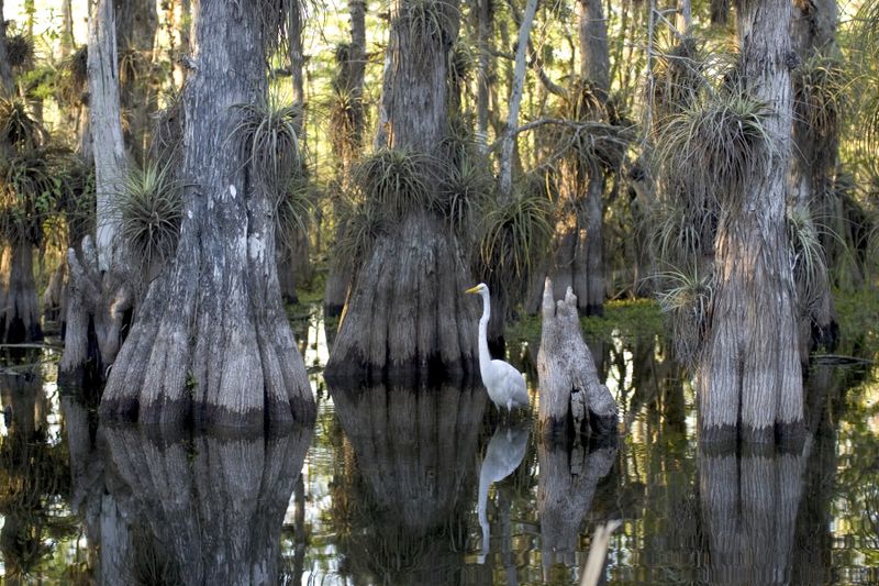 Everglades' Perfect Winter Season