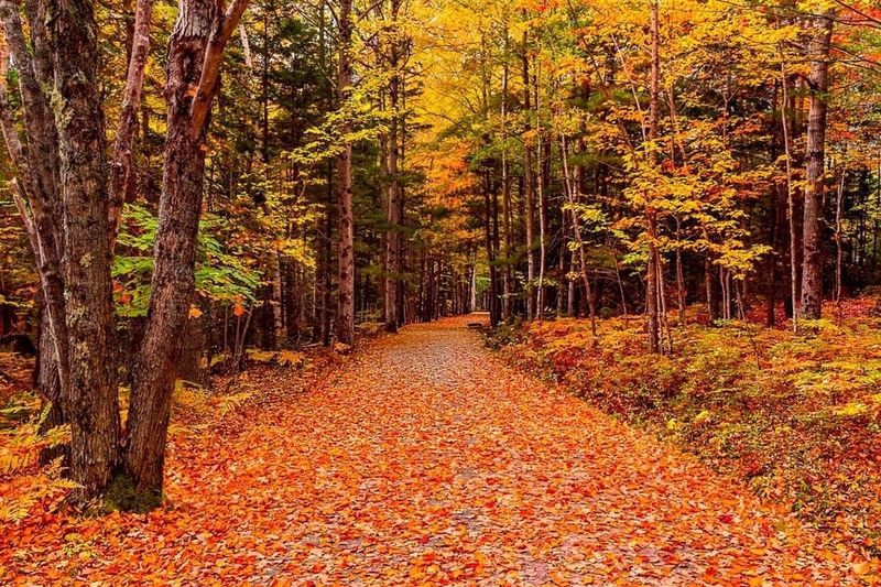 Acadia's Spectacular Fall Colors