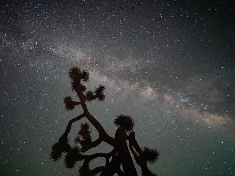 Joshua Tree's Perfect Spring Nights