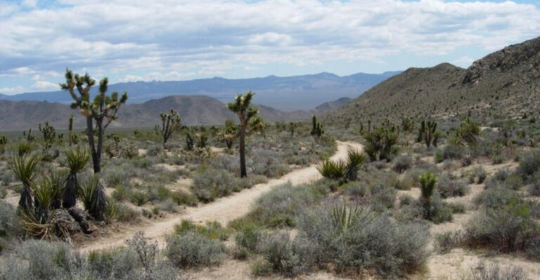 Halfway Between Los Angeles And Las Vegas Lies A Unique California Desert Town On Route 66