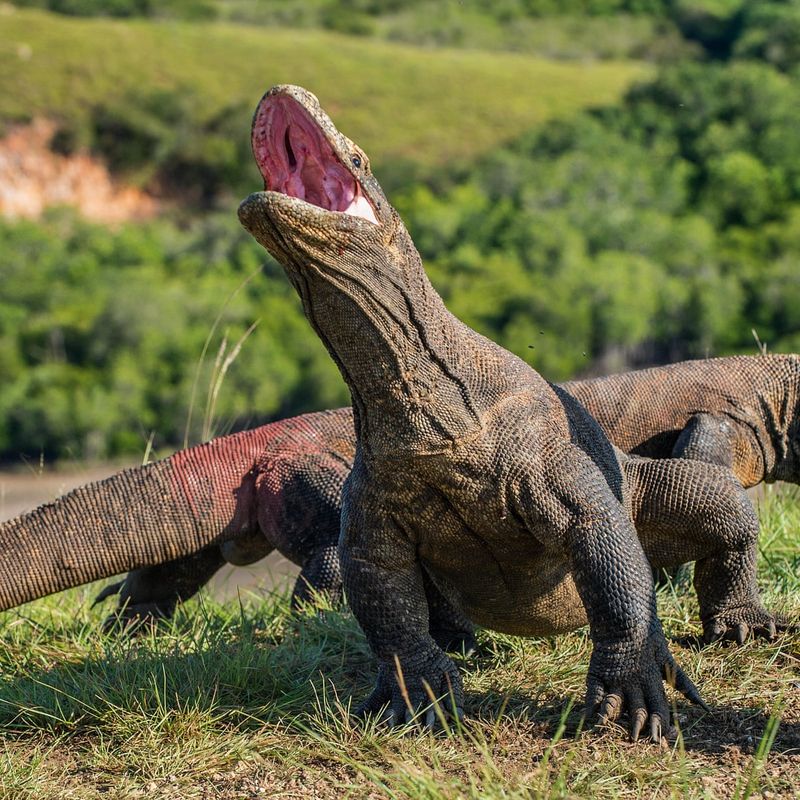 Komodo National Park, Indonesia