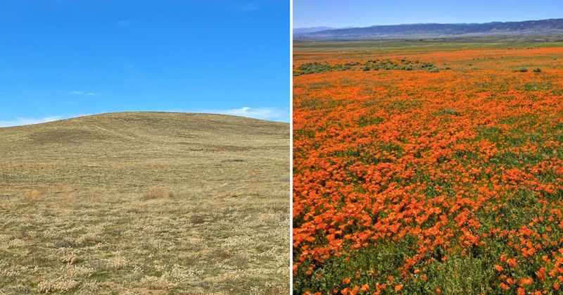 Antelope Valley Poppy Reserve, California