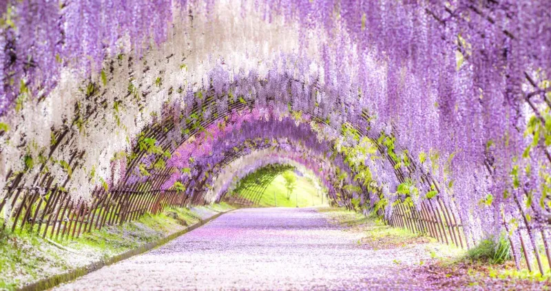 Kawachi Wisteria Garden, Japan