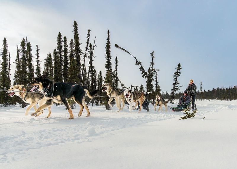 Dog Sledding in Alaska