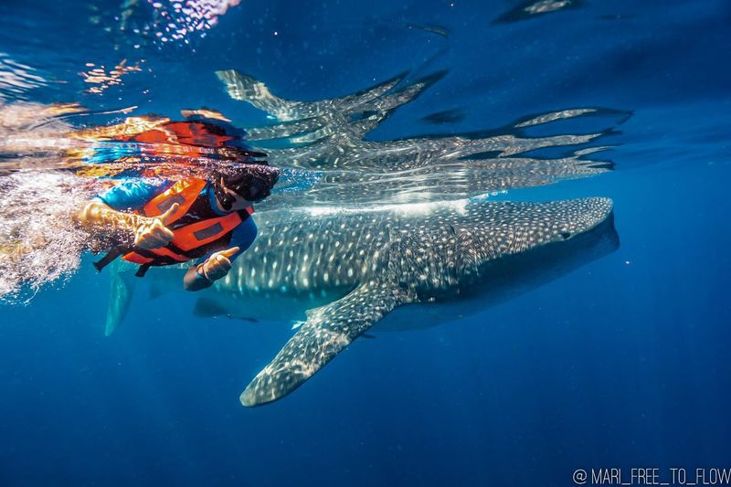 Swim with Whale Sharks in Mexico