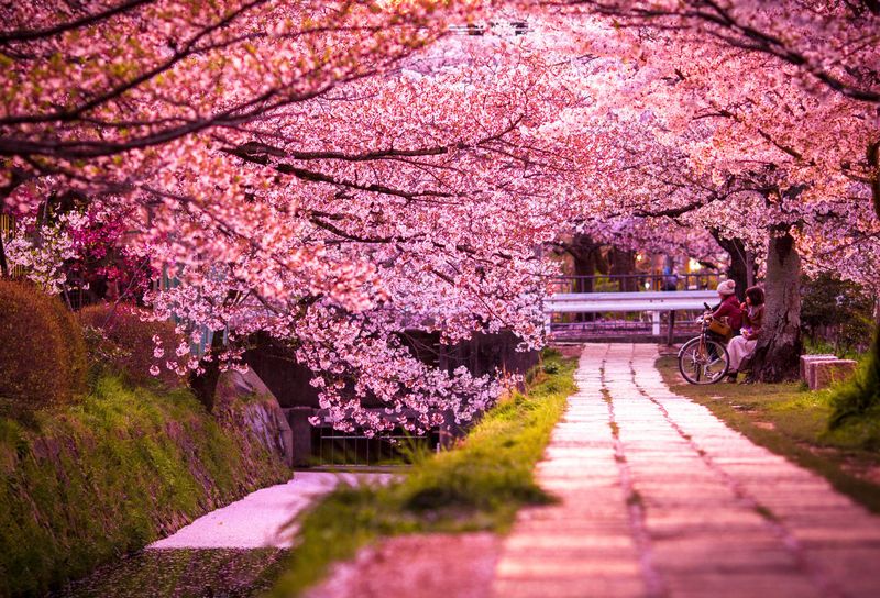 Cherry Blossom Season in Kyoto